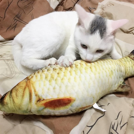3D Carp Fish Shape Cat Toy