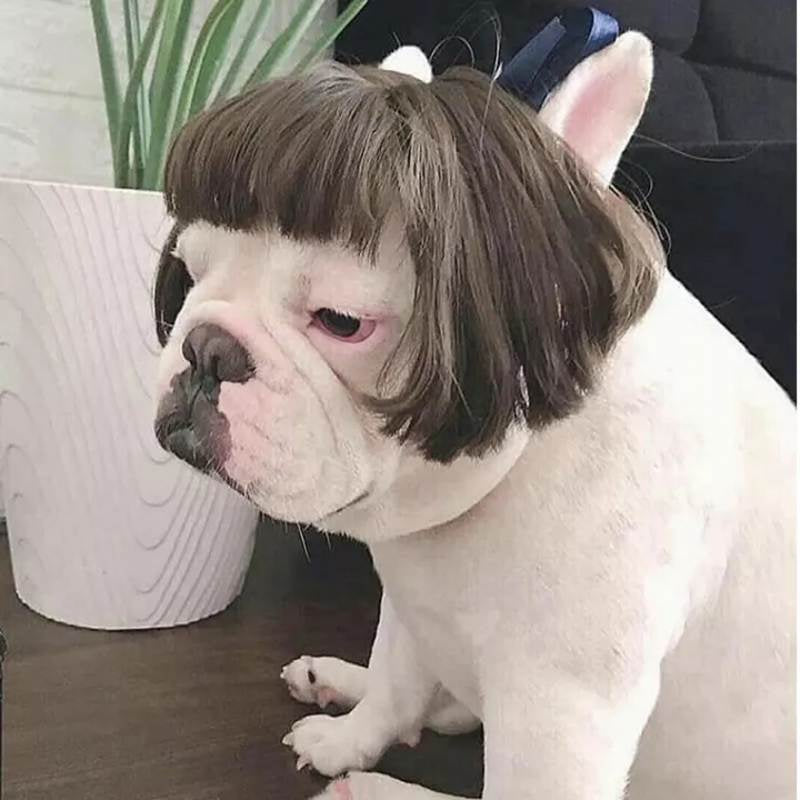 Funny Pet Wigs