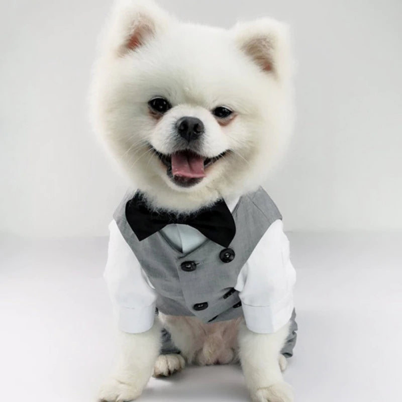 Gentleman Pet Wedding Suit