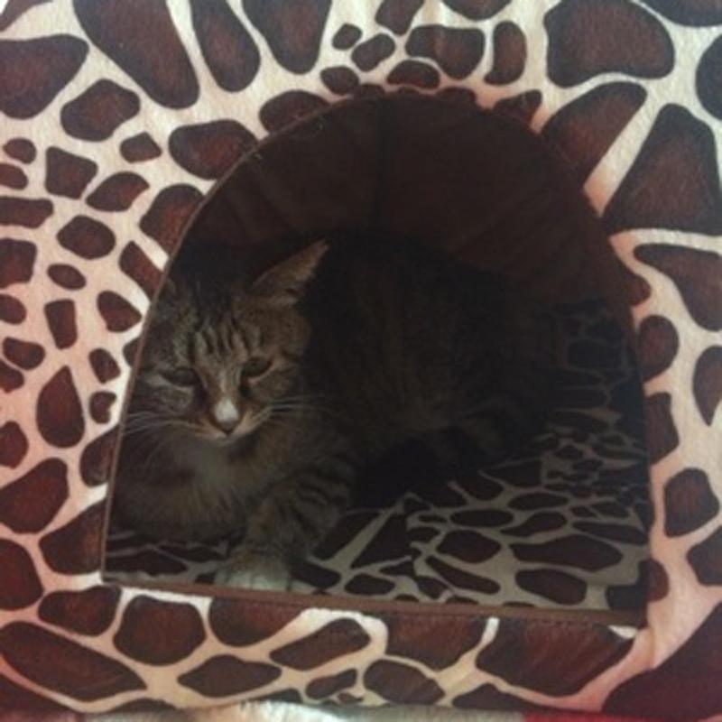 Comfortable and Foldable Cushion Pet Cave