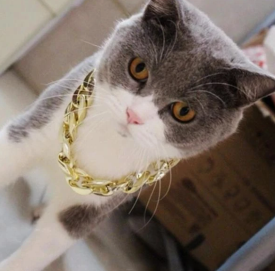 Fashion Pet Gold Chain Collar